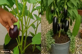 کاشت بادمجان در گلدان خانه/ از گرمای هوا و نور واسه داشتن بادمجون خوشمزه استفاده کنین
