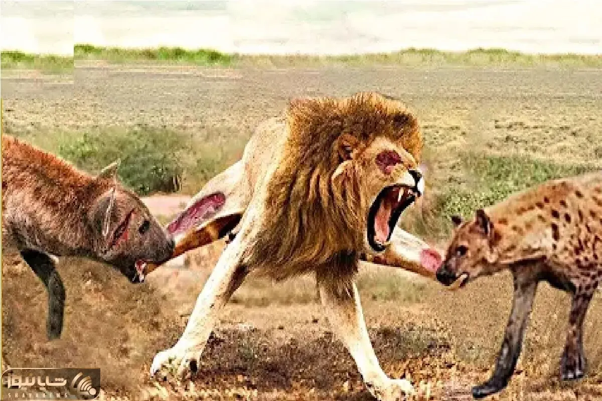 مستند حیات وحش / دسیسه چینی کفتارها برای به زیر کشیدن سلطان جنگل
