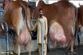 گاوهای باورنکردنی؛ گاو حیوونکی انقدر شیر داره تلو تلو میخوره موقع راه رفتن