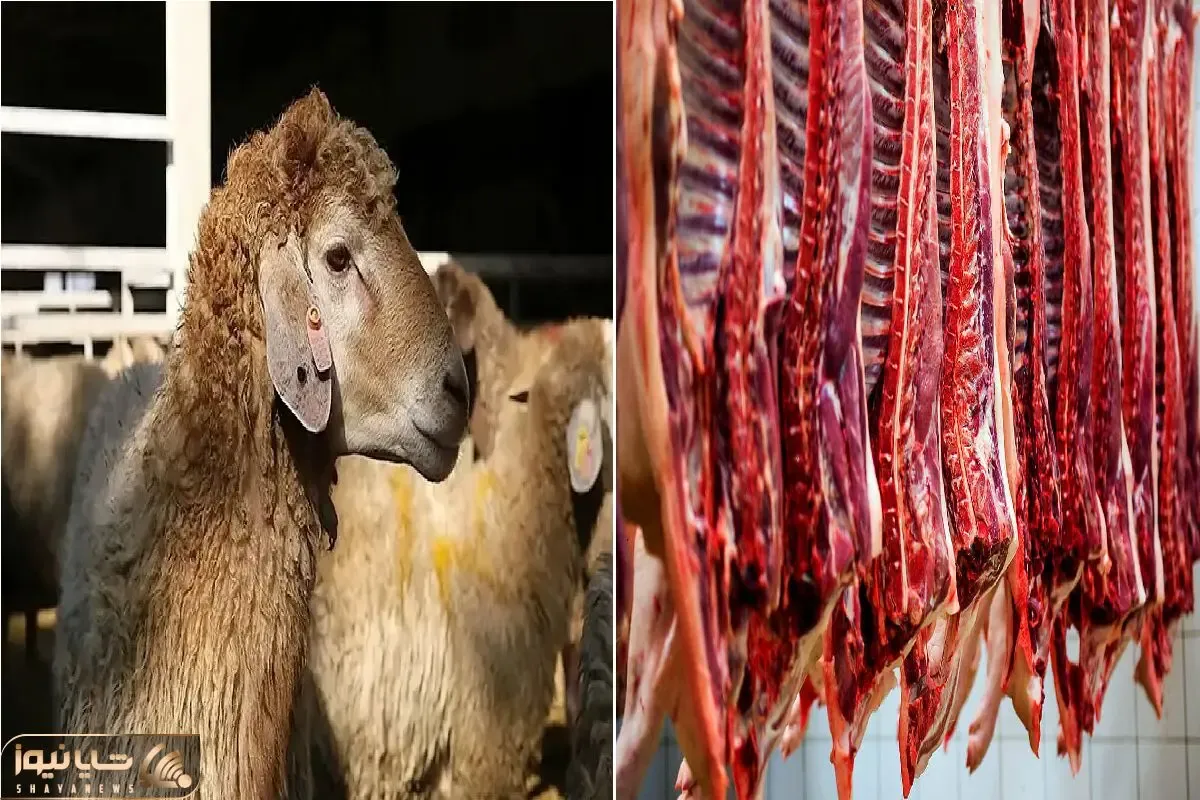قیمت دام زنده امروز سه‌شنبه ۹ تیر ۱۴۰۵+جدول