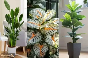 گیاهانی که مراقبت کمی میخوان/ مختص اونا که وقت رسیدگی به گلا رو ندارن ولی دوسشون دارن