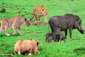 مستند حیات وحش؛ گراز دده طعمه ایه که افتاده تو مثلث جنگی شیر، کفتار و پلنگ ها