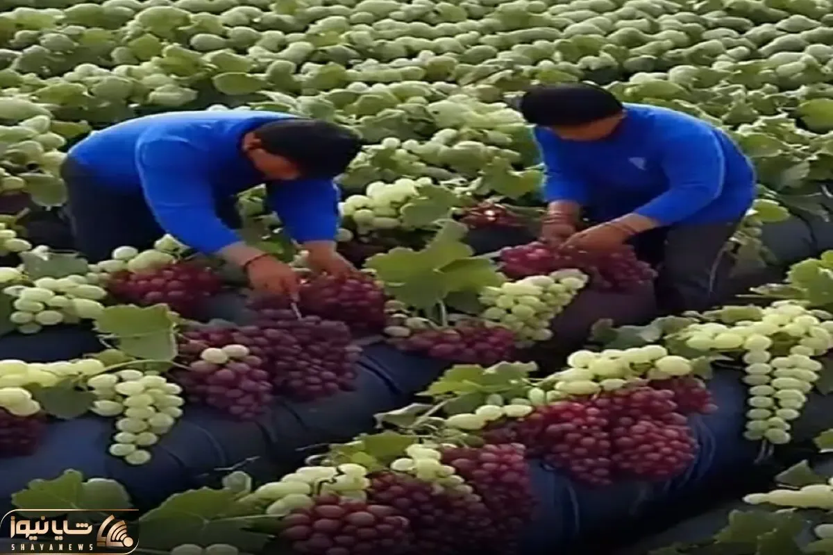 کشاورزی نوین؛ بعد از چند وقت برگشتن روستاشون دیدن زمینشون یه بار انگور داده میلیاردی