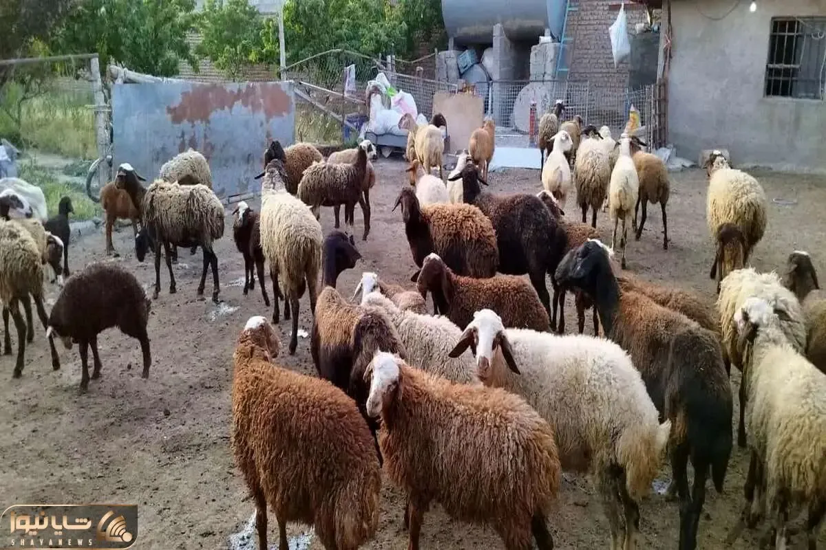 قیمت دام زنده امروز ۱۱ دی ۱۴۰۳/ نرخ گوساله در تهران به محدوده ۲۰۰ هزار تومان رسید