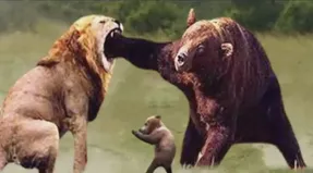 مستند حیات وحش؛ ستیز سبعانه خرس با شیری که چشم چپ به توله هایش داشت