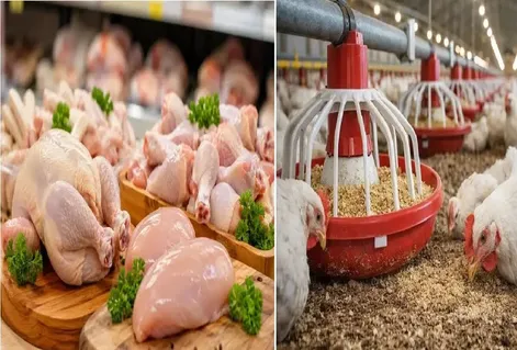 قیمت مرغ امروز دوشنبه 13 مهر 1405 + جدول