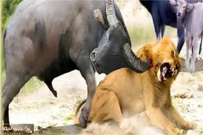 جذابیت حیات وحش / شاخ بوفالو قصه‌ی شیر رو بست
