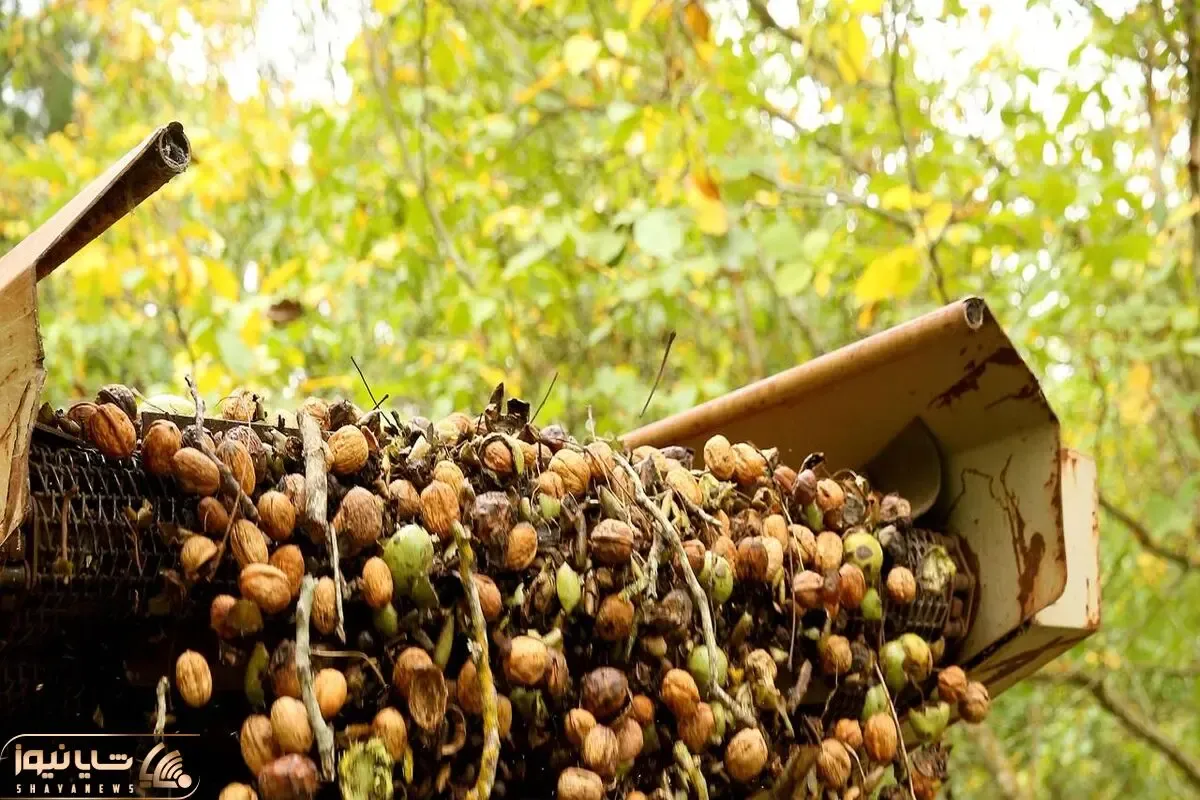 کشاورزی نوین؛ با ماشین های پیشرفته مخصوص چیدن آجیل تو 10 ثانیه 1000 تا گردو میچینن