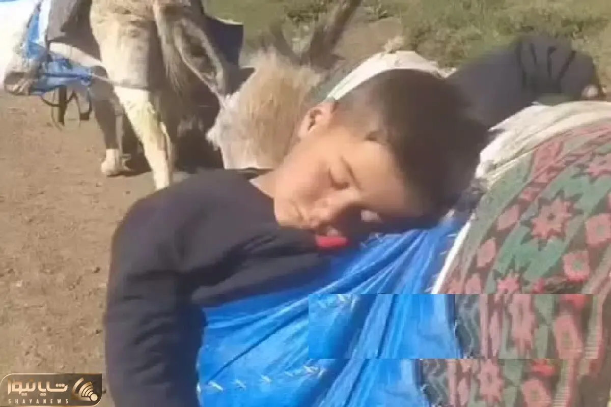 آواز محلی؛ پسرک رو الاغ خوابیده براش آهنگ سوزناک ترکی میخونن درحال حرکت
