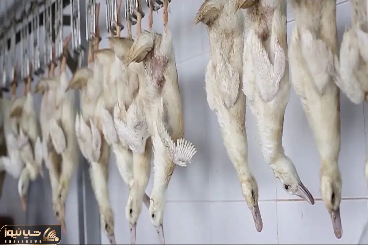 فرآوری اردک؛ سودآوری میلیارد دلاری از پرورش اردک برای بهره از گوشت و پر