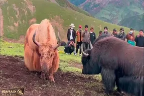 جنگ قدرت؛ گاوهای نازنازی سر رئیس بودن با شاخ شکم همو پاره کردن مردم نشستن به تماشا