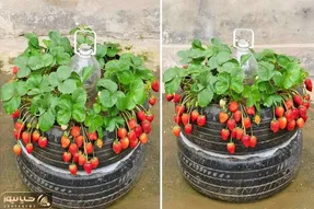 ایده های خلاقانه؛ جای باغچه تو لاستیک ماشین توت فرنگی کاشته حسابی پر بار و خوشگل شده