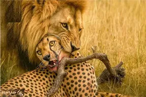 بدایع حیات وحش / نبرد مذبوحانه شیر و پلنگ برای حفظ حاکمیت