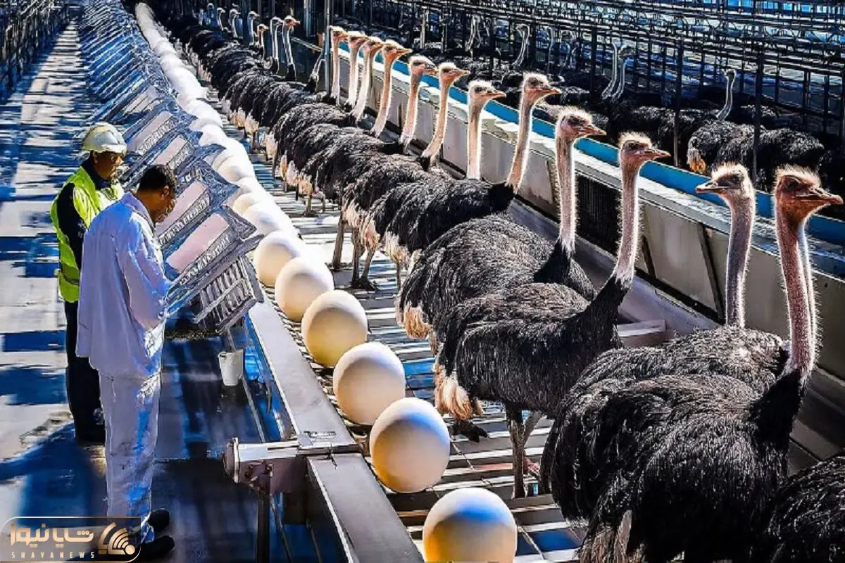 فرآوری شترمرغ؛ برای تولید مواد نو از گوشت و پر شترمرغ تو سلاخخونه به استثمار میگیرنش