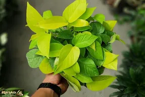 کاشت و برداشت خانگی؛ چطور پتوس قلمه بزنیم که موقع انتقال به خاک پژمرده و بیحال نشه؟