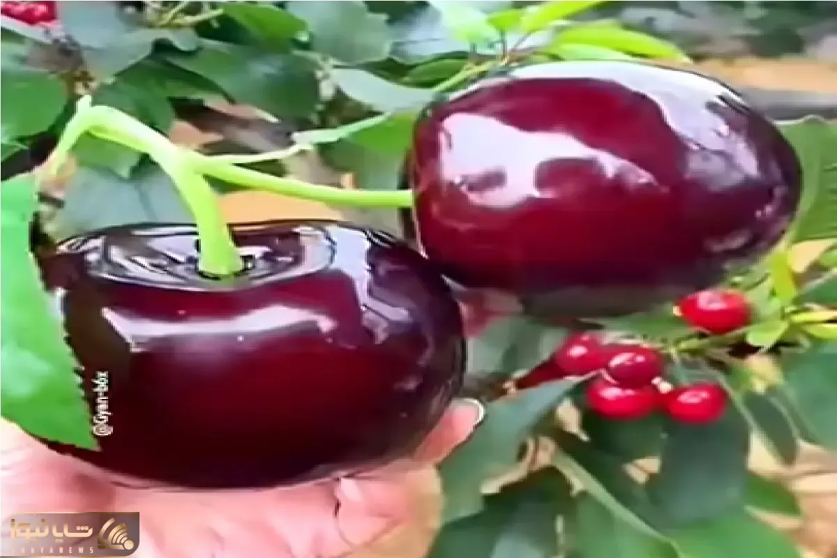 کشاورزی نوین؛ گیلاس پرورش دادن هر دونش چند کیلوعه برا بلند کردنش به هن هن افتادن