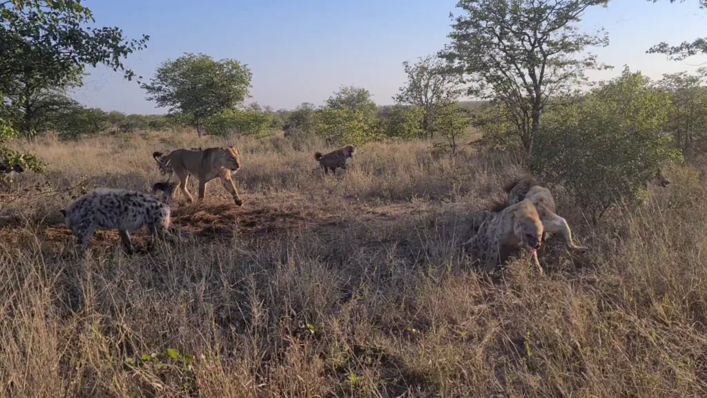 Lioness Surrounded By Hyenas Keeps Eating Lioness Surrounded By Hyenas Keeps Eating