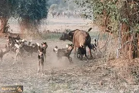حیات وحش حیرت انگیز؛ صحنه ای غم انگیز از شکار سگ های وحشی که بوفالو تنها رو لقمه کردن!