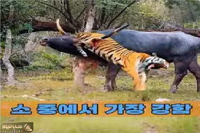مستند حیات وحش؛ ببر جای شکار بوفالو خودشو ناکار کرد