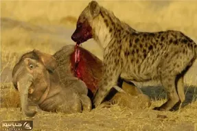 نجات حیات وحش؛ کفتار بچه فیل و اذیت کرد مادرشو آورد