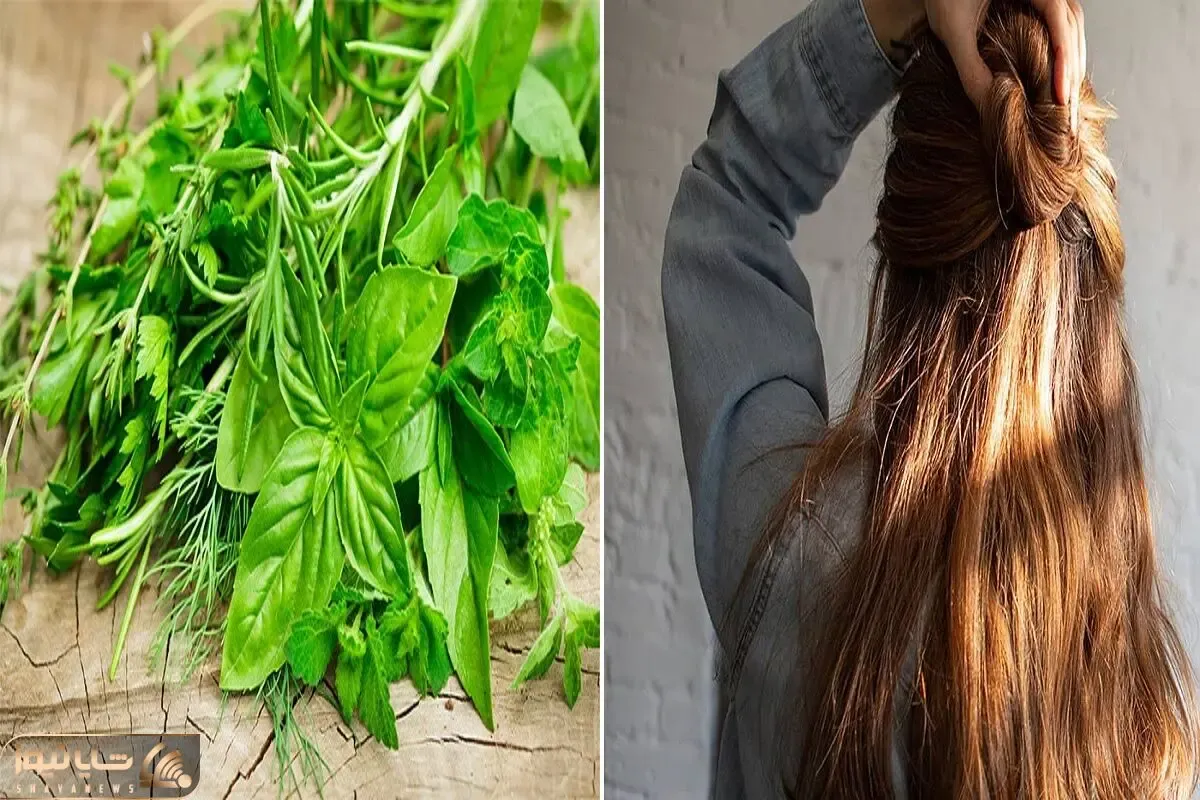 گیاه هایی که برای رشد مو خوب است / تو یه ماه با معجزه ی اینا گیسو کمند آقاییتون شو