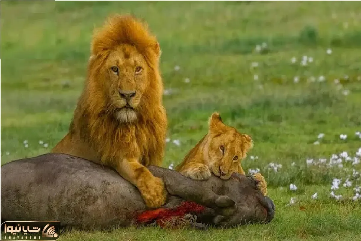 مستند حیات وحش؛ تلاش بی وقفه شیر برای شکار بوفالو مثمر ثمر شد