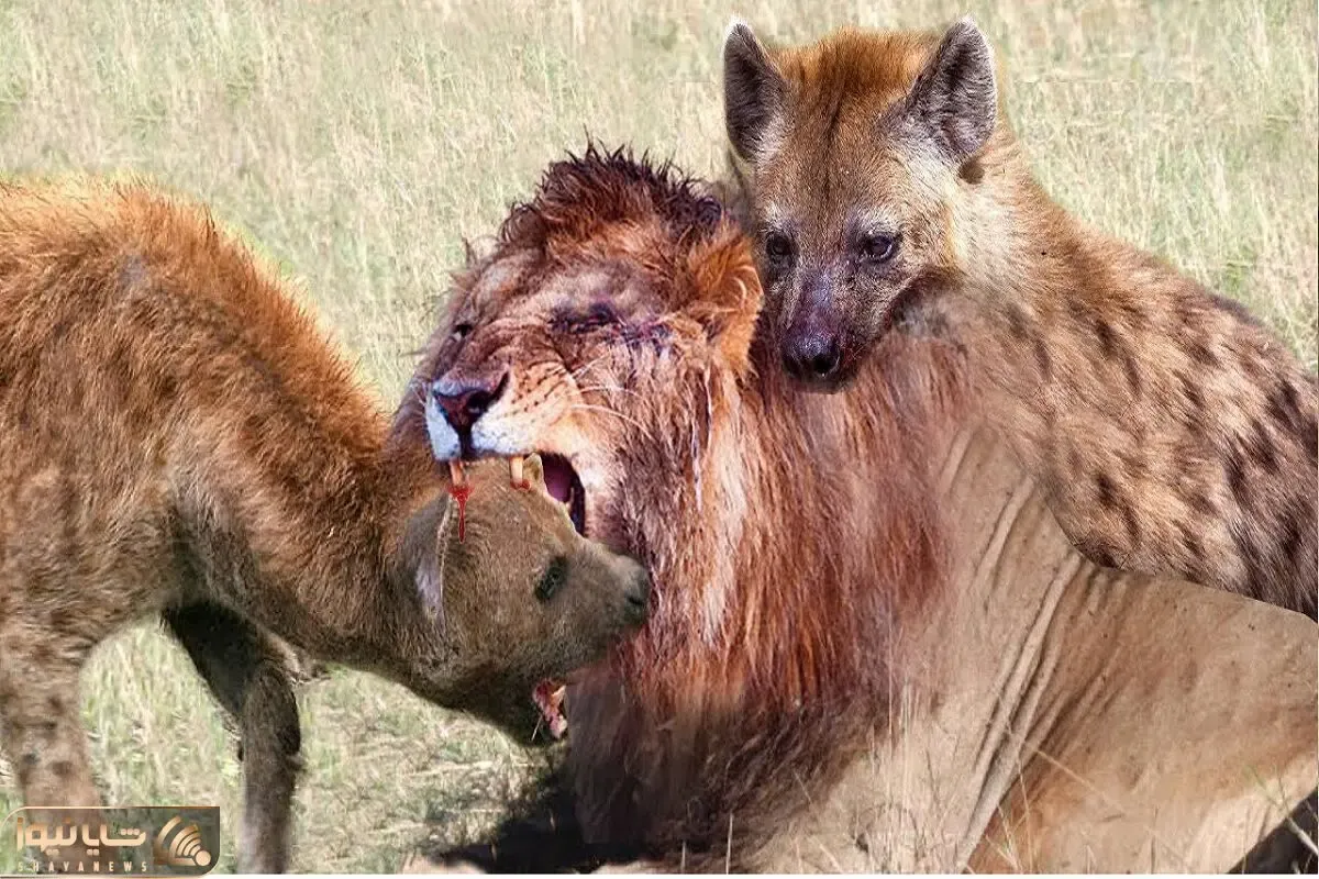 از جذابیت‌های حیات وحش؛ گله کفتارای جلاد به شیر حمله میکنن شیر حلق همشونو میدره