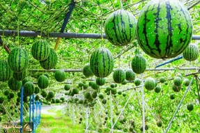 کشاورزی نوین؛ تو ژاپن هندوانه رو پشت نیسان نمیفروشن حسابی صیقل میدن کادو پیچ میفروشن