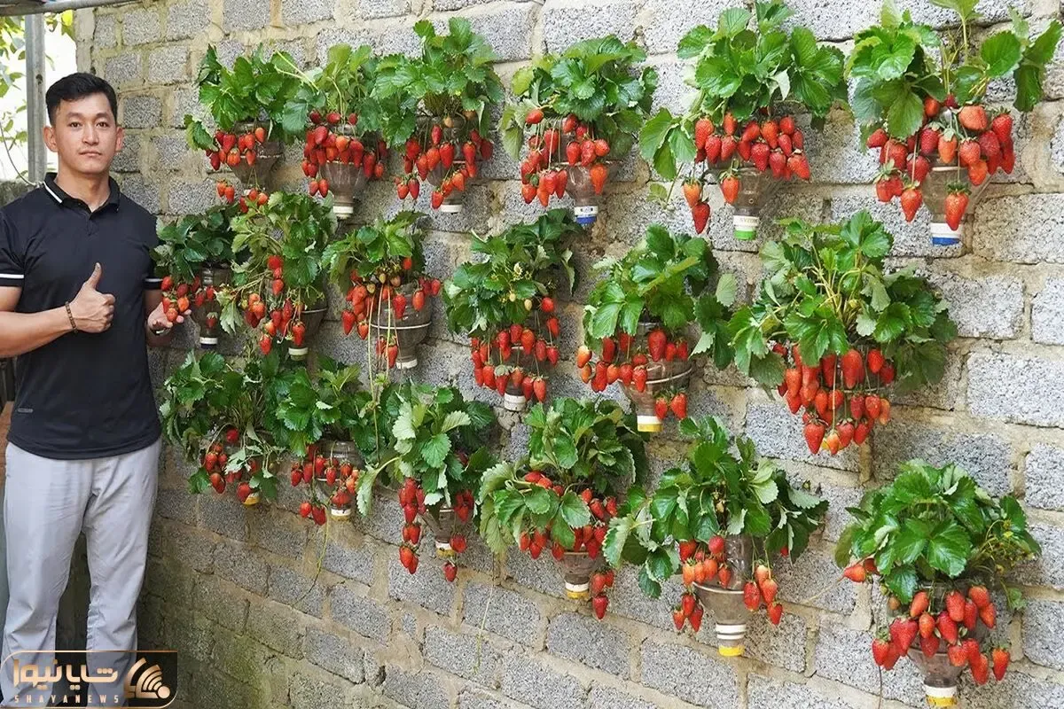 کشاورزی نوین؛ استفاده از گوجه برای کاشت توت فرنگی و برداشت توت های درشت اندازه گوجه