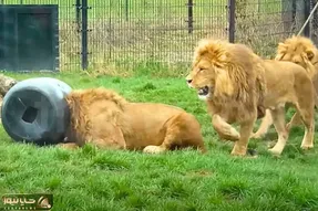 مستند حیات وحش؛ شیر سرش تو بشکه گیر کرد وحشی بود وحشی تر شد
