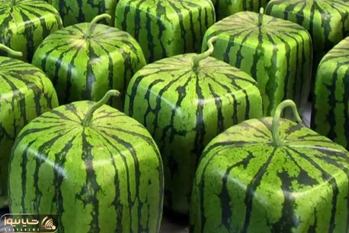 کاشت و برداشت خانگی؛ چطور تو خونه هندوانه مربعی و زرد پرورش بدیم؟ باغبونیتو به رخ بکش
