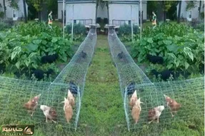 کارخانه حیوانات؛ برای پرورش مرغ های زینتی اتوماسیون فیزیکی راه انداخته تربیت شن