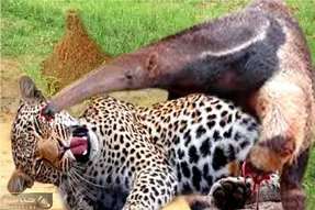 مستند حیات وحش؛ مورچه خوار دماغشو میکنه تو چشم جگوار