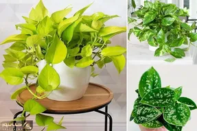 دلیل ایجاد چین و چروک روی برگ های پتوس چیه و چگونه رفع میشه؟