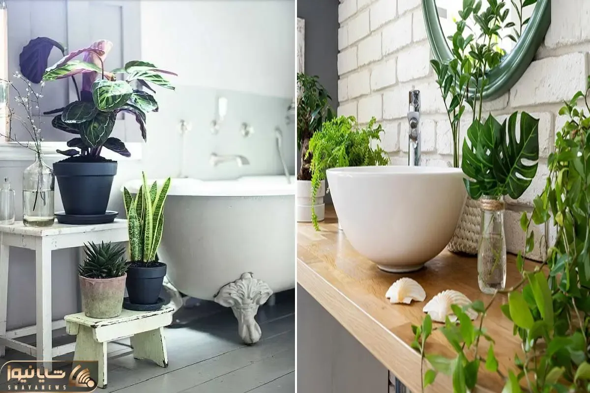 گیاهان مناسب سرویس بهداشتی / دسشویی اتاق فکر خونس بذار لااقل خوشگل باشه فکرای خوب کنی