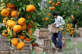 آخرین قیمت‌ میوه در تره‌بار تهران؛ گرانی مرکبات در راه است؟