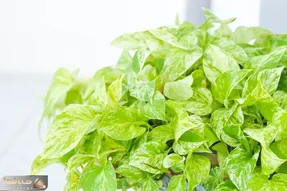 کاشت و برداشت خانگی؛ چطور پتوس پرپشتی داشته باشیم؟ با این ترفندا از کچلی نجاتش بده