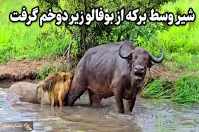 مستند حیات وحش؛ شیر وسط برکه از بوفالو زیر دوخم گرفت