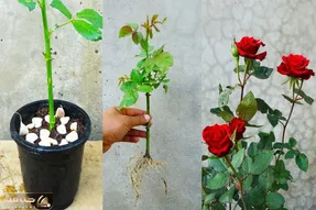 کاشت و برداشت خانگی؛ واسه عشقت رز نخر قلمه زدنشو یاد بگیر یه گلدون پر گل بهش بده