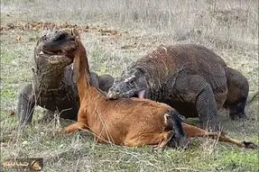 از جذابیت های حیات وحش؛ دوتا کومودوی چالاک در چشم برهم زدنی یک آهو بزرگ رو تمام خوردن