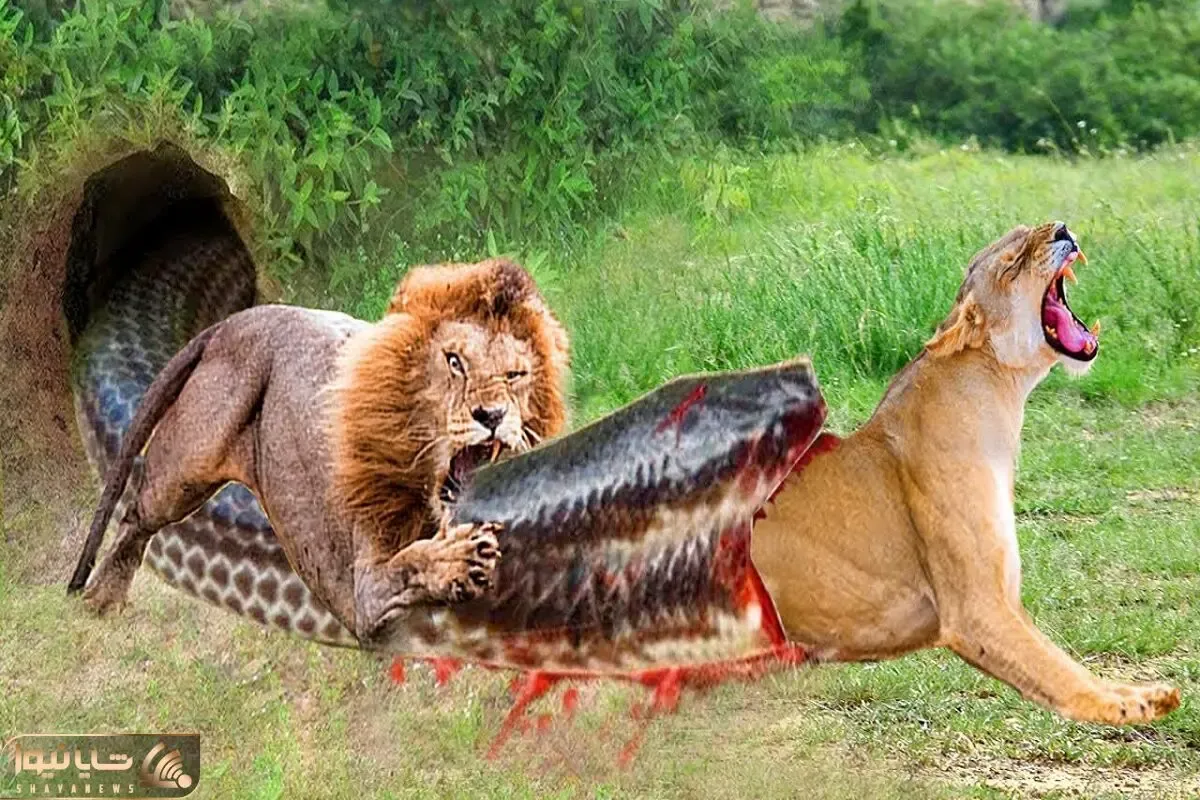 بدایع حیات وحش؛ پیتون غول بعد خوردن شیر نای خزیدن نداشت یه شیر دیگه اومد برا خونخواهی