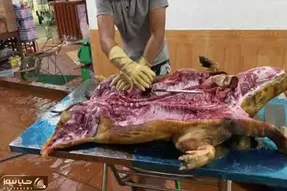 کباب خوک؛ پشمای خوک سیاه زشتو تراشید شکمشو پاره و با سبزی پر کرد به سیخ کشید