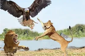 مستند حیات وحش؛ عقاب قسی القلب توله شیر پناه آورده به درخت چپاول میکنه