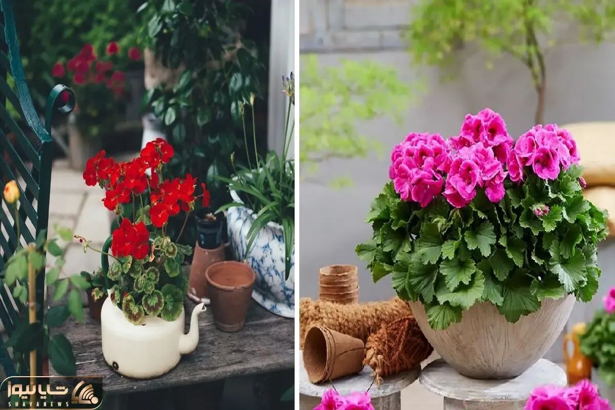 نمونه گیاهان آپارتمانی سریع‌الرشد که زود گل میدن؛ خوشگلاسیون خانه برای افراد عجول