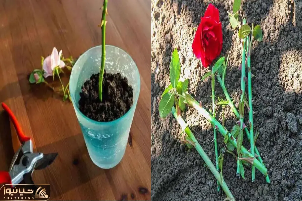 چطوری از شاخه گل رز چیده شده، یه گلدون رز درست کنیم؟/ نکته‌ های ساده برای تکثیر گل رز