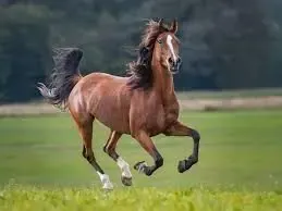 تعبیرخواب اسب، تعبیر رنگ اسب تااسب مرده