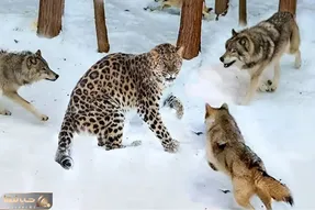 مستند حیات وحش / وقتی گرگ‌ ها پلنگ در کمین را محاصره میکنند مرگشان میرسد