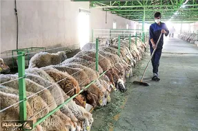 قیمت دام زنده امروز ۲۷ آبان ۱۴۰۳/ گوساله زنده در همدان به مرز ۲۰۰ هزار تومان رسید