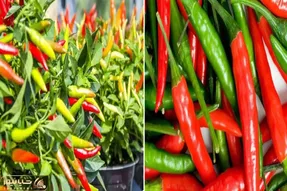 چطور فلفل شیرین و تند تازه را توی بالکن پرورش دهیم؟/ رازهای طلایی کاشت فلفل