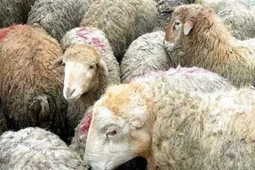 گوشت قرمز به زودی گران می شود؟